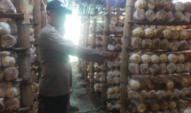 Potensi-Usaha-Rumahan,-Budidaya-Jamur-Tiram-di-Desa-Segodobancang-Dukung-Ketahanan-Pangan