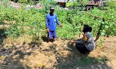 Bhabinkamtibmas-Kedungpandan-Tinjau-Lahan-Sayuran-Untuk-Tunjang-Ketahanan-Pangan