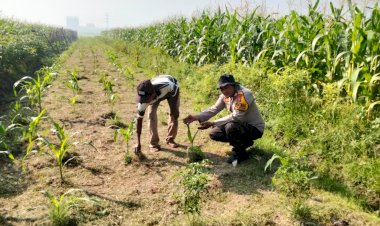 Polresta-Sidoarjo-Dorong-Swasembada-Pangan-Lewat-Pendampingan-Budidaya-Jagung