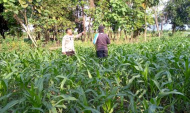 Polsek-Krembung-Turun-Langsung-Masifkan-Polisi-Cinta-Petani-di-Lahan-Ketahanan-Pangan-Desa-Lemujut