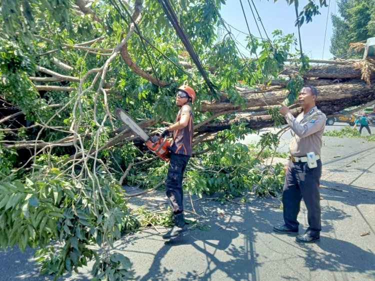 Gotong Royong Evakuasi Pohon Tumbang Menghambat Arus Lalin Raya Kebonagung Sukodono