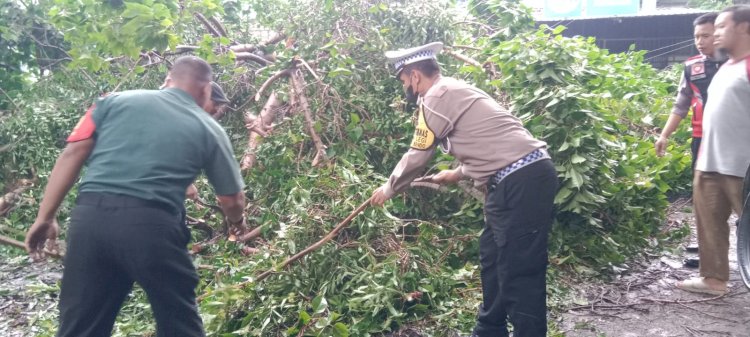 Gotong Royong Evakuasi Pohon Tumbang di Jalan Raya Jabaran Balongbendo