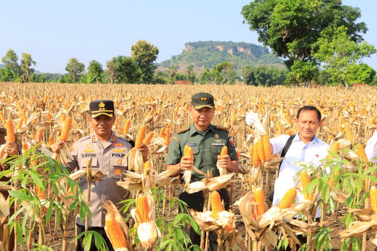 Dukung Produksi Pangan, Satgas Pangan Polri Dampingi Dirjen Tanaman Pangan Kementan Panen di Tuban