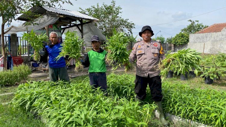 Bhabinkamtibmas Bakung Temenggungan bersama Warga Panen Kangkung di Lahan Pekarangan Pangan Bergizi