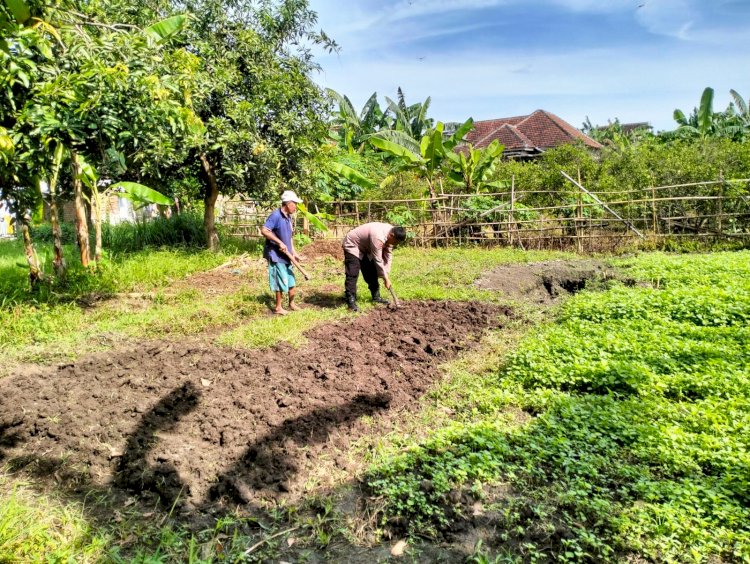 Bhabinkamtibmas Desa Jiken Tulangan Pastikan Optimalisasi Pengolahan Lahan Pangan Bergizi