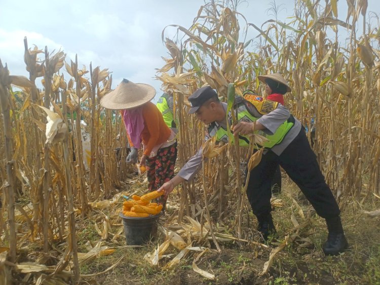 Dorong Produksi Pangan, Pak Bhabin Bantu Petani Bojonegoro Panen Jagung