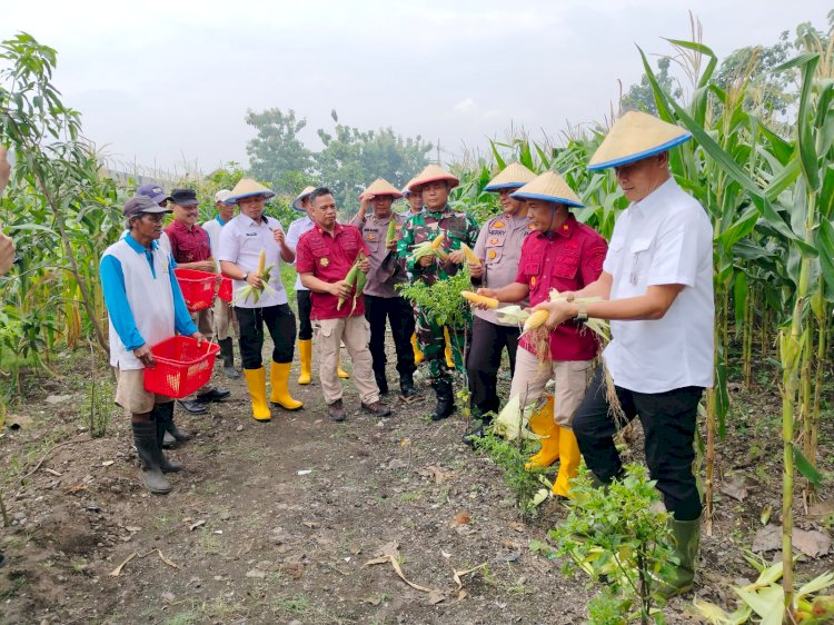 Kapolsek Porong dan Warga Gelar Panen Raya Jagung di Pekarangan Bergizi Lapas Kelas I Surabaya