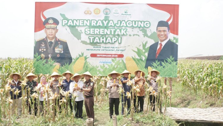 Wujudkan Swasembada Pangan, Polresta Sidoarjo Panen Raya Jagung Tahap I