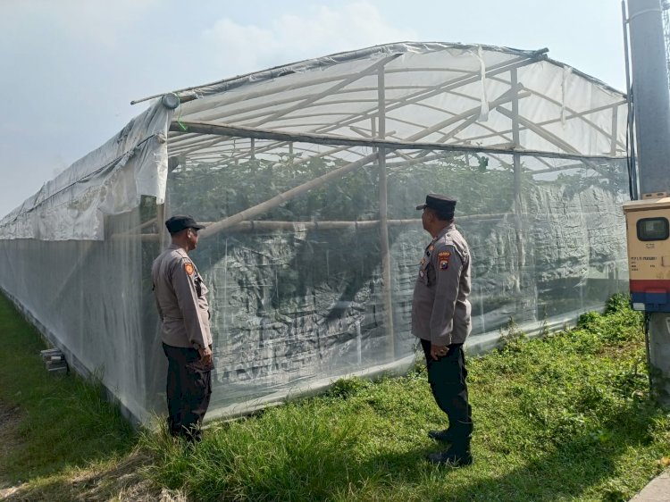 Bhabinkamtibmas Desa Kraton Tinjau Lahan Hidroponik Melon untuk Ketahanan Pangan Bergizi