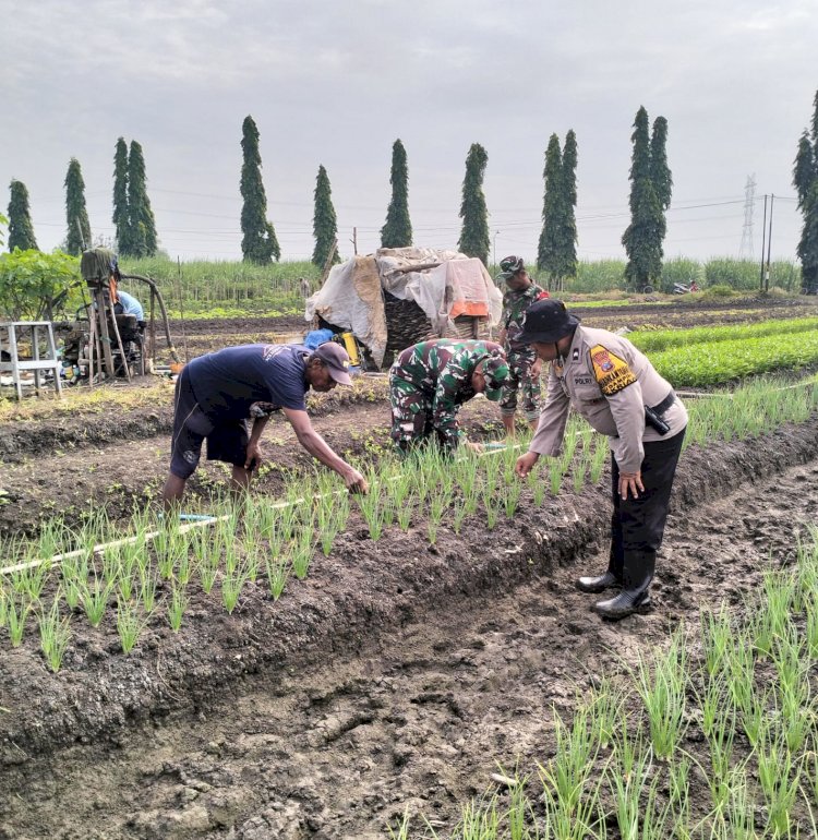 Polsek Krian Optimalisasi Pengelolahan Lahan Penanaman Bawang Merah untuk Ketahanan Pangan