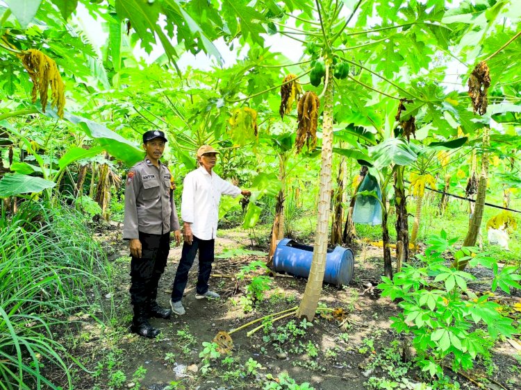 Personel Polsek Taman Tinjau Pekarangan Pohon Pisang dan Pepaya Dukung Ketahanan Pangan