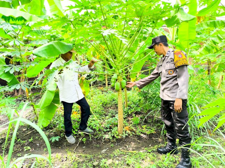 Personel Polsek Taman Tinjau Pekarangan Pohon Pisang dan Pepaya Dukung Ketahanan Pangan