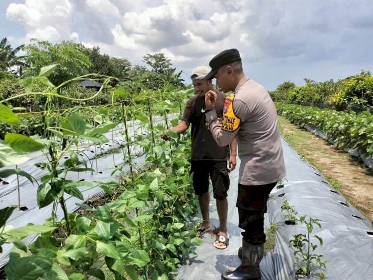 Bhabinkamtibmas Desa Sambibulu Taman, Sambang Cek Perkembangan Tanaman P2L