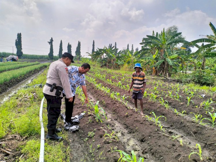 Bhabinkamtibmas Desa Gamping Krian Cek l Tanaman Jagung Tumbuh Optimal