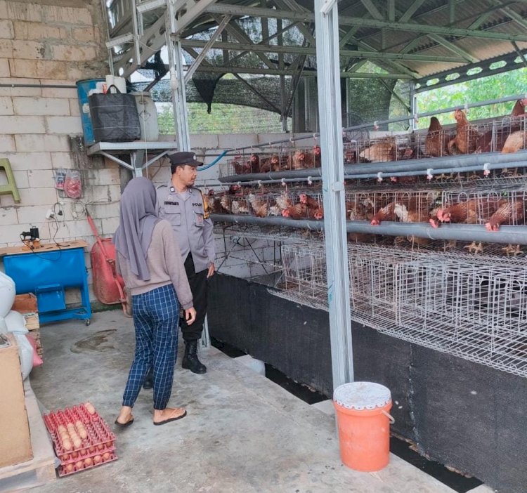 Bhabinkamtibmas Desa Keboan Anom Bersama Petani Ayam Petelur Laksanakan Pengecekan Kandang dan Persiapan Panen