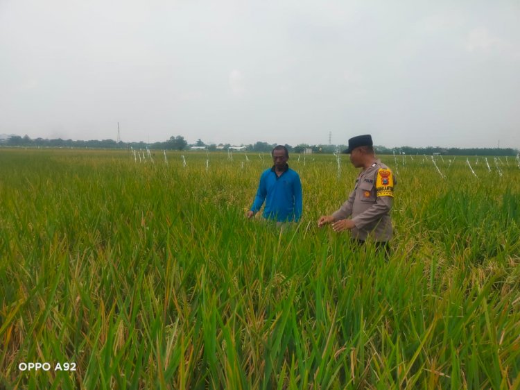 Bhabinkamtibmas Desa Pertapan Maduretno Taman Cek Sawah Padi Warga Dukung Ketahanan Pangan