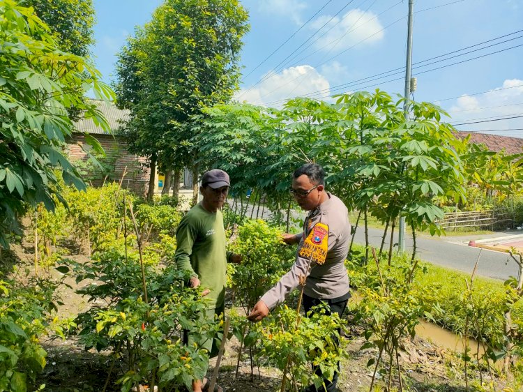 Bhabinkamtibmas Wonoplintahan Dampingi Kelompok Tani Singkong dan Cabai