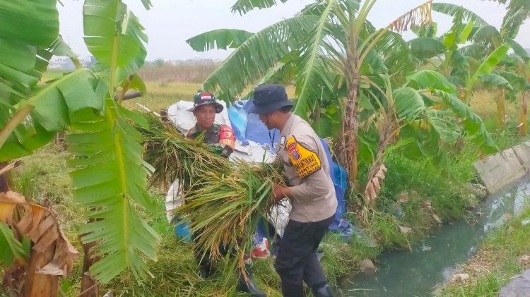 Sinergitas TNI, Polri dan Kelompok Tani Panen Padi Desa Ganting Gedangan Dukung Ketahanan Pangan