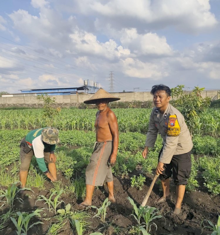 Bhabinkamtibmas Desa Sukorejo Turun ke Sawah, Dukung Petani Kembangkan Jagung untuk Ketahanan Pangan