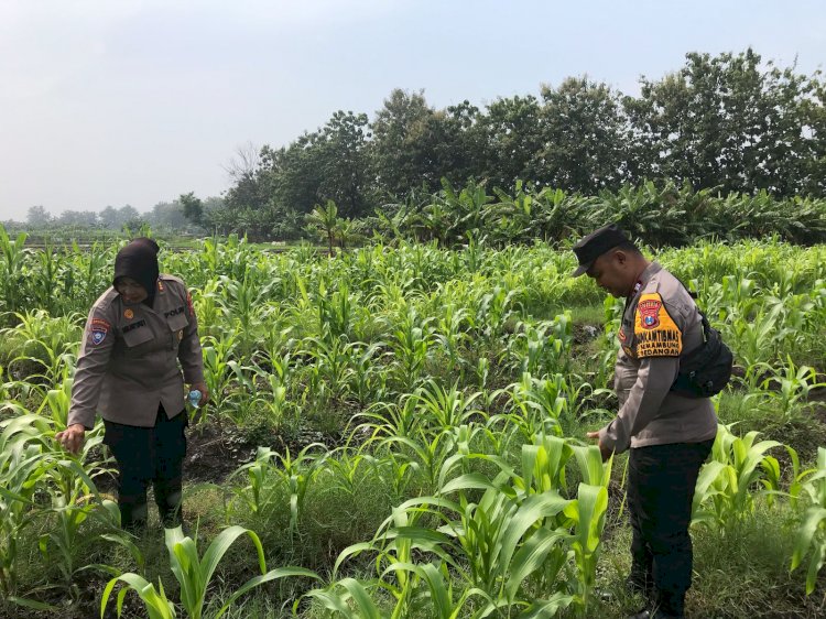 Bhabinkamtibmas Semambung Bersama Kelompok Tani Tinjau Perkembangan Tanaman Jagung