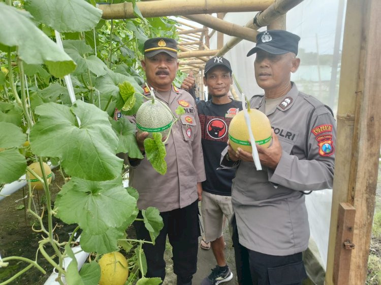 Bhabinkamtibmas Desa Kraton Tinjau Lahan Hidroponik Melon untuk Ketahanan Pangan Bergizi