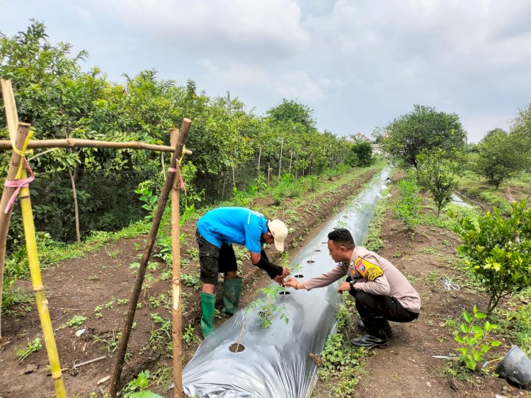 Warga Sambisari Antusias Tanam Hortikultura Dukung Ketahanan Pangan