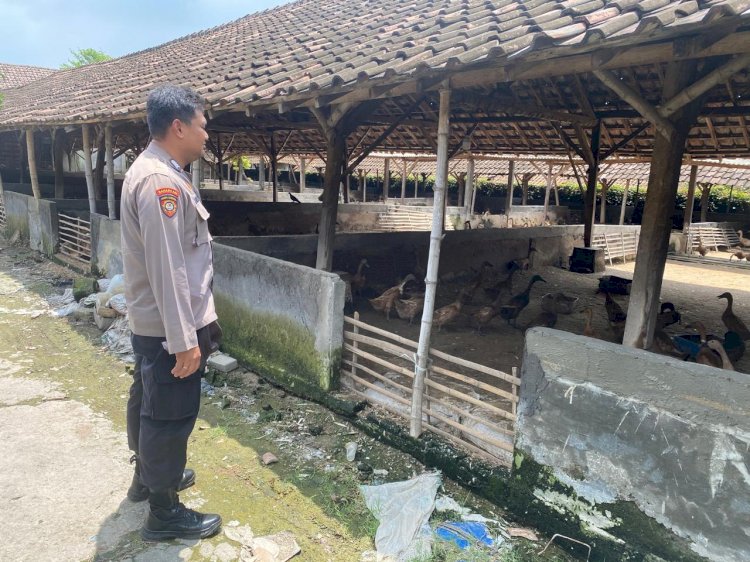 Kampung Bebek Desa Kebonsari Dukung Ketahanan Pangan Polresta Sidoarjo