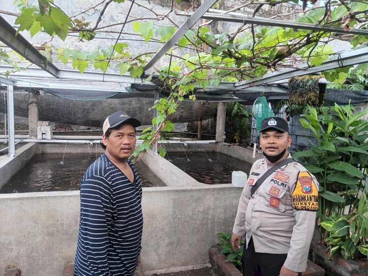 Bhabinkamtibmas Desa Ketajen Tinjau Peternakan Nila Merah, Dukung Ketahanan Pangan Masyarakat