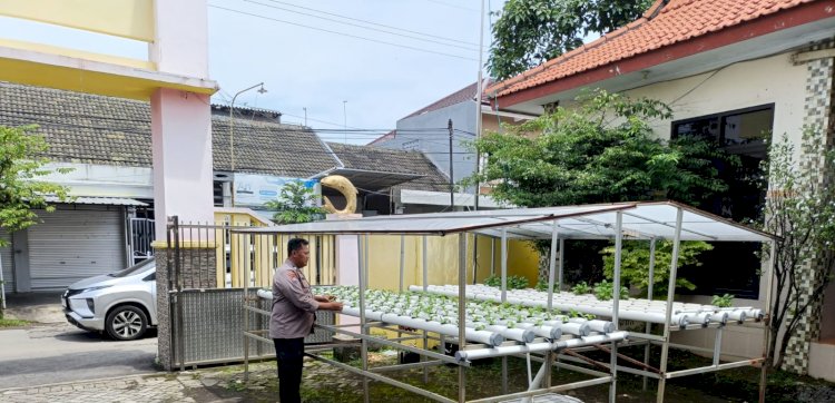 Dukung Ketahanan Pangan Di Sidoarjo Kota Ada Hidroponik Cabai dan Terong