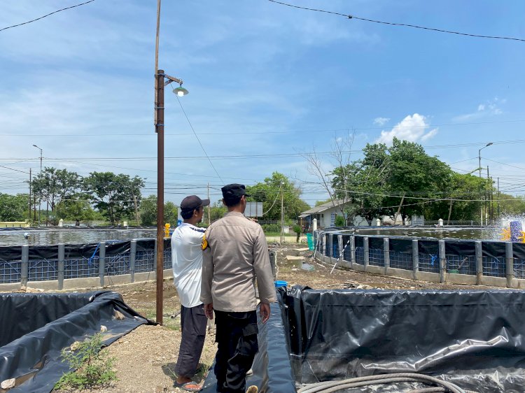 Polsek Sedati Polresta Sidoarjo Lakukan Pengecekan Budidaya Udang Intensif di Desa Banjar Kemuning