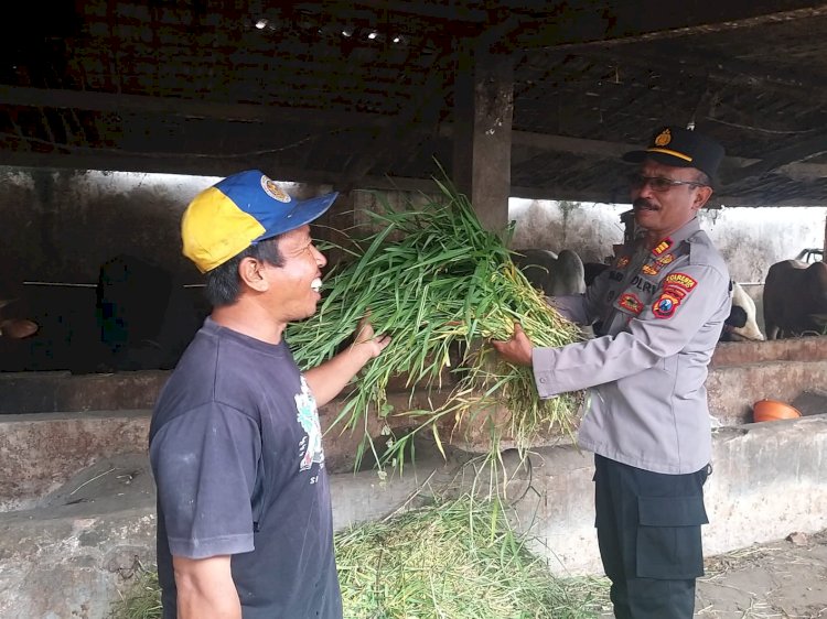 Perhatikan Gizi Masyarakat, Tingkatkan Kualitas Ternak Sapi