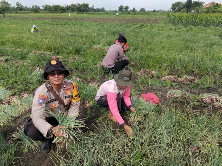 Polsek Krembung Bersama Warga Panen Bawang Merah, Wujud Nyata Ketahanan Pangan