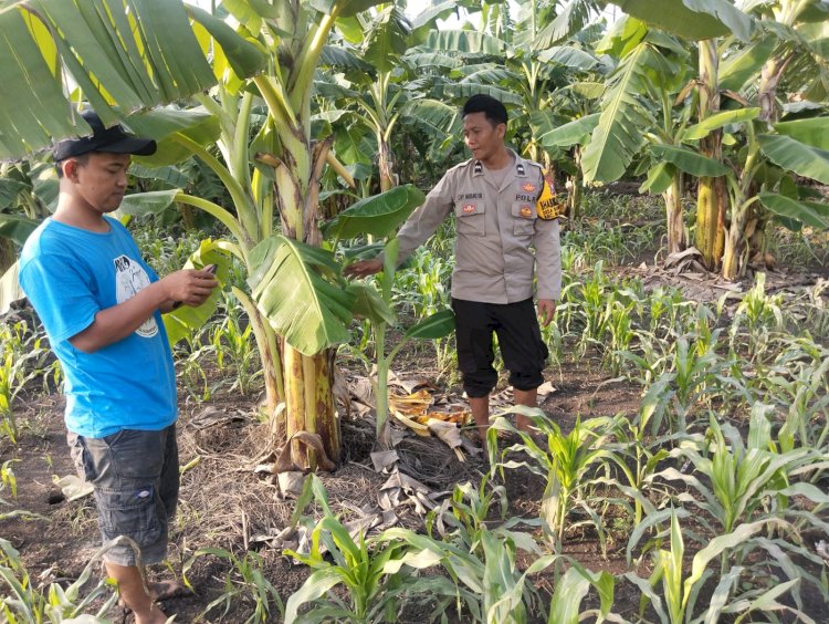 Bhabinkamtibmas Desa Sukorejo Dampingi Warga Garap Lahan Ketahanan Pangan