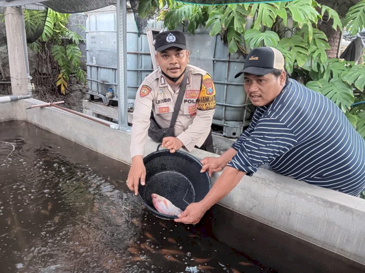 Bhabinkamtibmas Desa Ketajen Tinjau Peternakan Nila Merah, Dukung Ketahanan Pangan Masyarakat