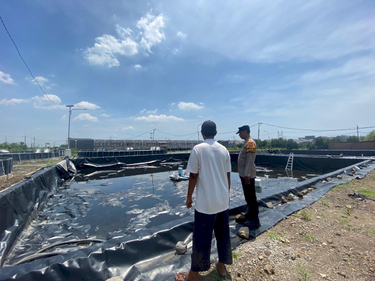 Polsek Sedati Polresta Sidoarjo Lakukan Pengecekan Budidaya Udang Intensif di Desa Banjar Kemuning