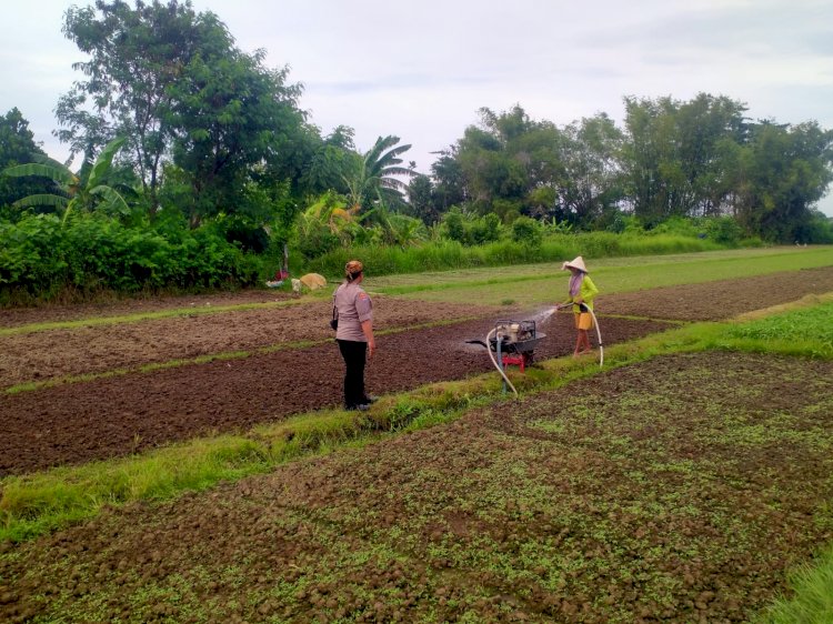 Warga Jatikalang Ubah Lahan Kosong Jadi Produktif dengan Tanaman Sayur