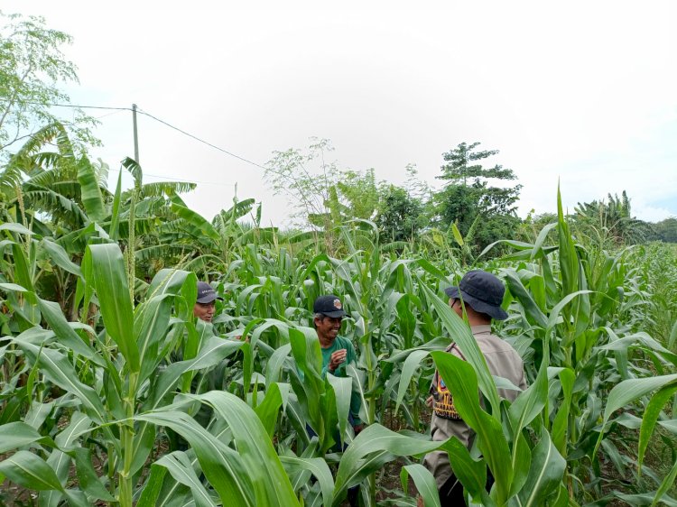 Polisi Terus Dampingi Warga Bakung Temenggungan Kelola Jagung